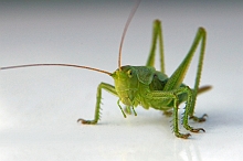 Cavalletta _ Caelifera